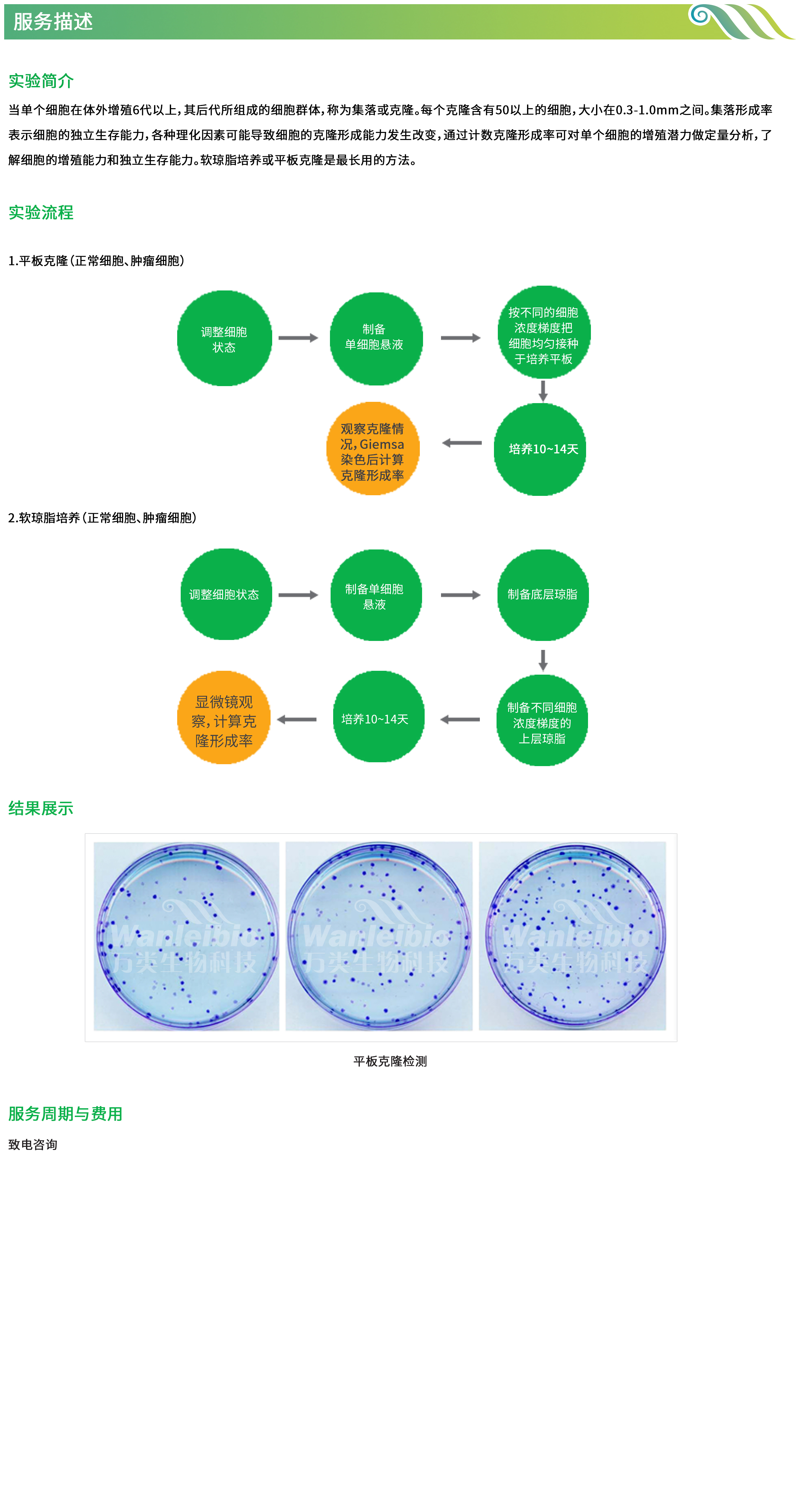 克隆形成实验